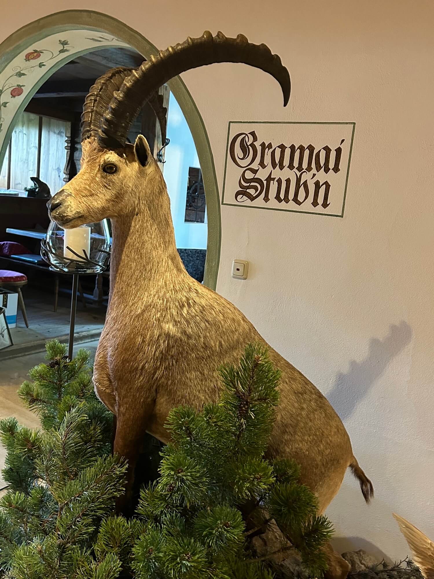 Präparierter Steinbock in rustikalem Raum neben Schild 'Gramai Stub'n', umgeben von Kunstpflanzen.